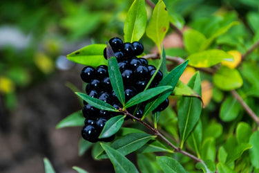 Nufargo’s Berrymune: Power of Two Super-fruits & Vitamins