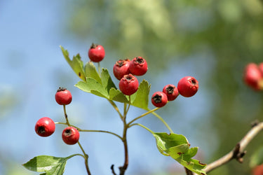 Super-fruits for Healthy Immunity